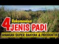 4 jenis padi dengan anakan paling banyak dan produktif semua  inspirasi petani