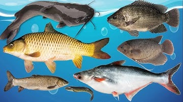 Dạy bé học nhận biết các loài cá nước ngọt, cá sông quen thuộc cá chép, cá rô phi, cá trê, tai tượng