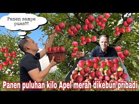 Video: Beberapa Varietas Raspberry, Kismis, Dan Pohon Apel Dengan Buah-buahan Besar