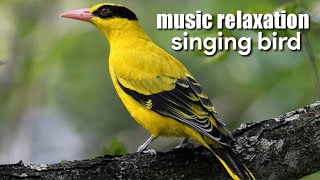 suara alam dan nyayian burung#relaxingmusic