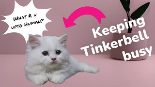 Keeping Tinkerbell Busy ||  #cat #trending #funny #catvideos #youtube #cute #shorts #video #new