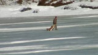 Maine Man Rescues Deer Stuck on Frozen River