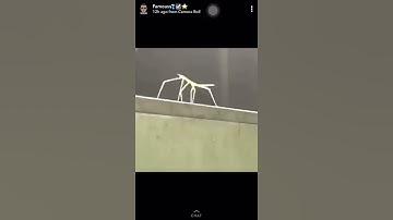 Stick insect dancing