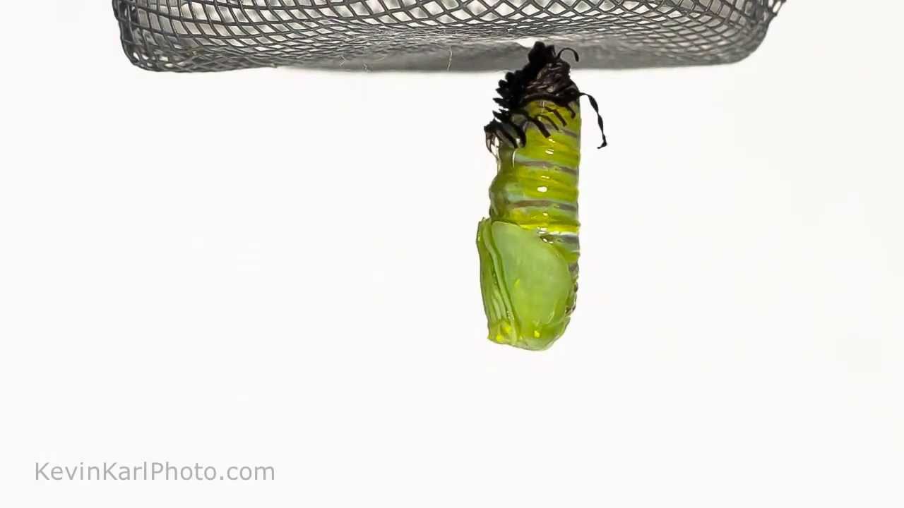Monarch Butterfly timelapse, Chrysalis, Larva, Kevin Karl Photography YouTube