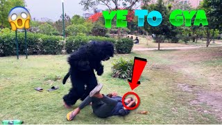 funny gorilla prank video 😂🤣 #gorillaprank#viral  #funny ##prankvideo#funnymoments#scary