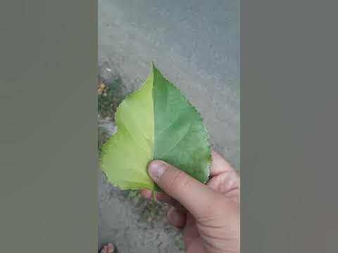 зелёно-желтый листик - YouTube