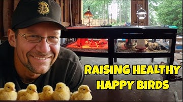 Opstelling van een broedmachine voor het grootbrengen van kippen en eenden | Eenvoudig en zelfgem...