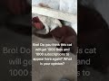 funny cat's