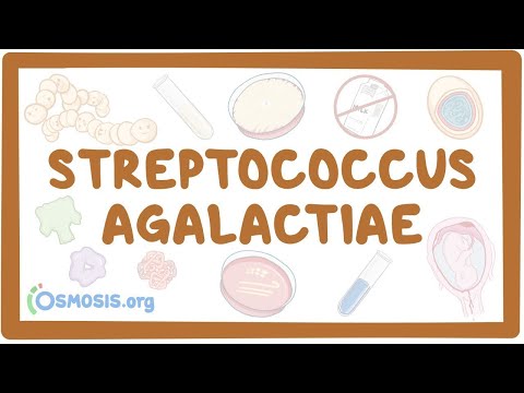 Streptococcus agalactiae (ഗ്രൂപ്പ് B സ്ട്രെപ്പ്) - ഒരു ഓസ്മോസിസ് പ്രിവ്യൂ