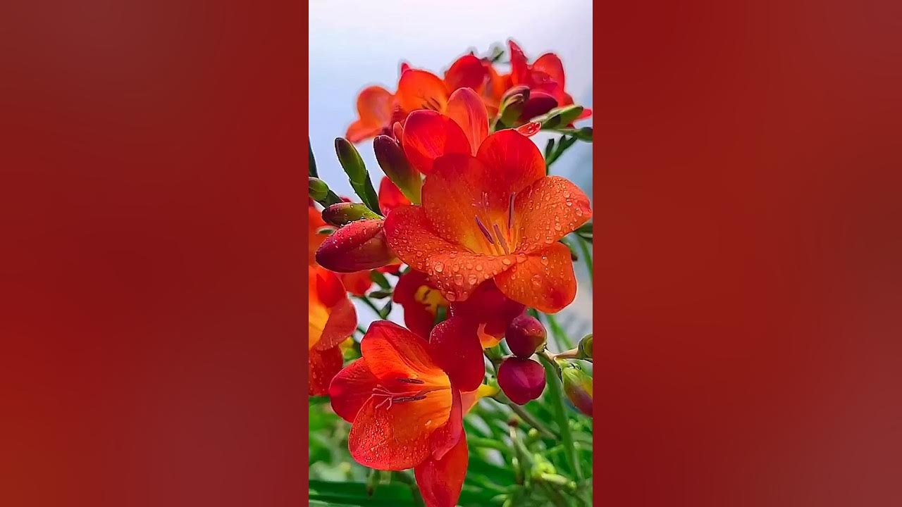 Freesia flower #viral #vidio #beautiful #song π₯°π₯°π₯°πΊπΊπΊππππ Freesia flower #viral #vidio #beautiful #song π₯°π₯°π₯°πΊπΊπΊππππ