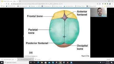 Anatomy Chapter 5, Part 2: The Skeletal System