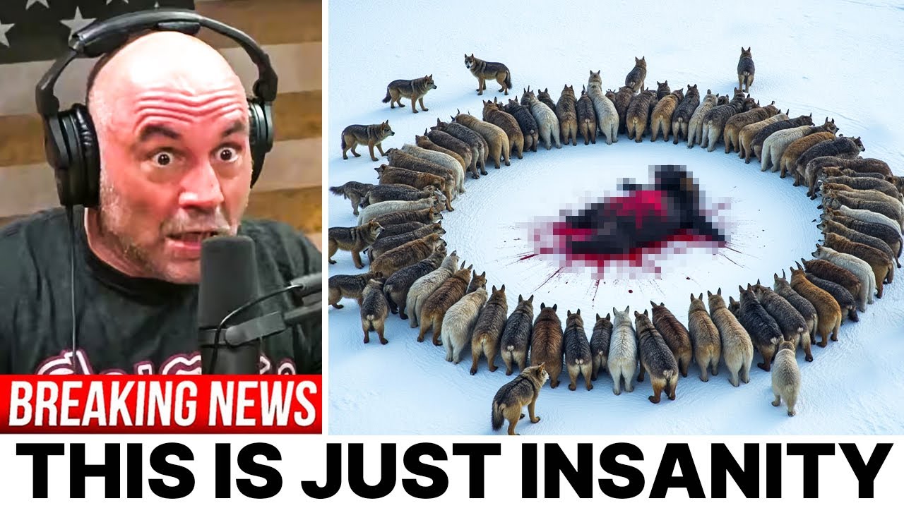 JRE: "This Wolf Pack Is Killing Everything In Their Way"