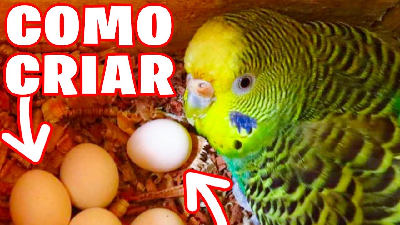 COMO CRIAR PERIQUITOS - YouTube
