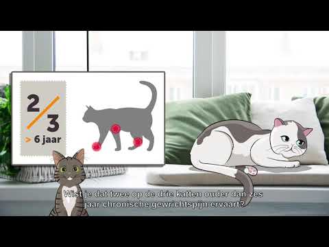 Video: Niet-inflammatoire Myopathie Van Endocriene Oorsprong Bij Katten