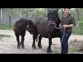 Caii  lui Madalin de la Cuzap, Bihor - 2024 Nou!!!
