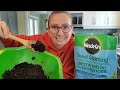 How to CLEAN your soil BEFORE planting seeds | Kill Fungus Gnat Larvae