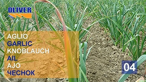 ROTOSARK SARCHIATRICE WEEDING MACHINE BINEUSE ROW CROP HACKMASCHINE BINADORA DESYERBADORA BIO