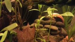 Quadruple Red Apistogramma Cacatuoides Shipment Is In