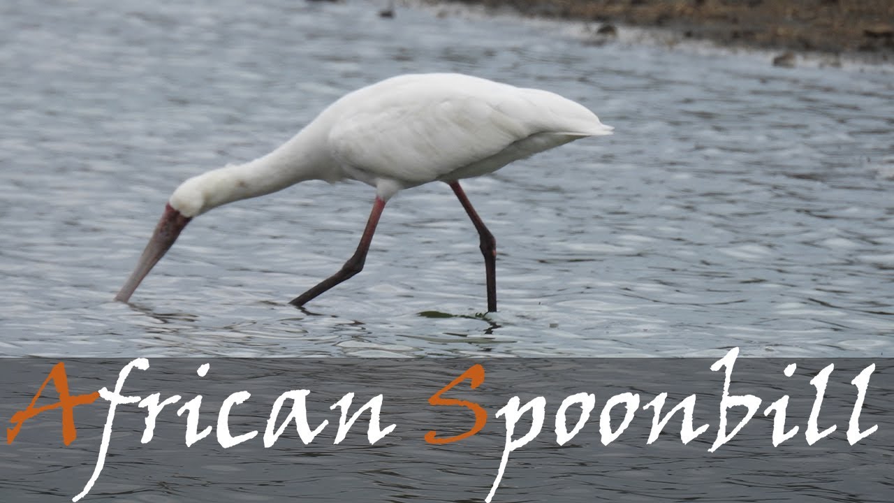 African Spoonbill Feeding In The Shallows Of Sunset Dam In The Kruger Park | Stories Of The Kruger