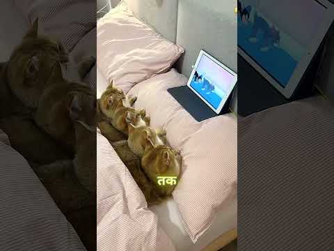 TV देखने वाली बिल्ली! बंद करो तो गुस्सा 😳🐱📺