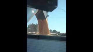 Corn harvest 2012