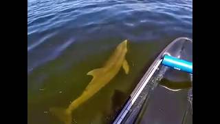 Rare aerial footage showing fish being encircled by a mud ring created by a dolphin Content