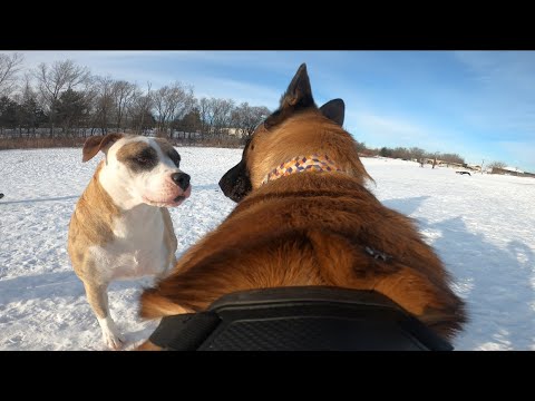 Belgian Malinois Meets Dominant Dogs At The Dog Park