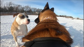 Belgian Malinois Meets Dominant Dogs At The Dog Park