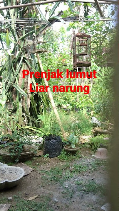 burung prenjak lumut liar narung hebat