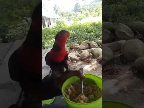 INDAHNYA BURUNG NURI