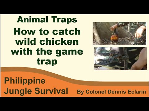 How to catch wild chicken with the game trap (Jungle Survival)