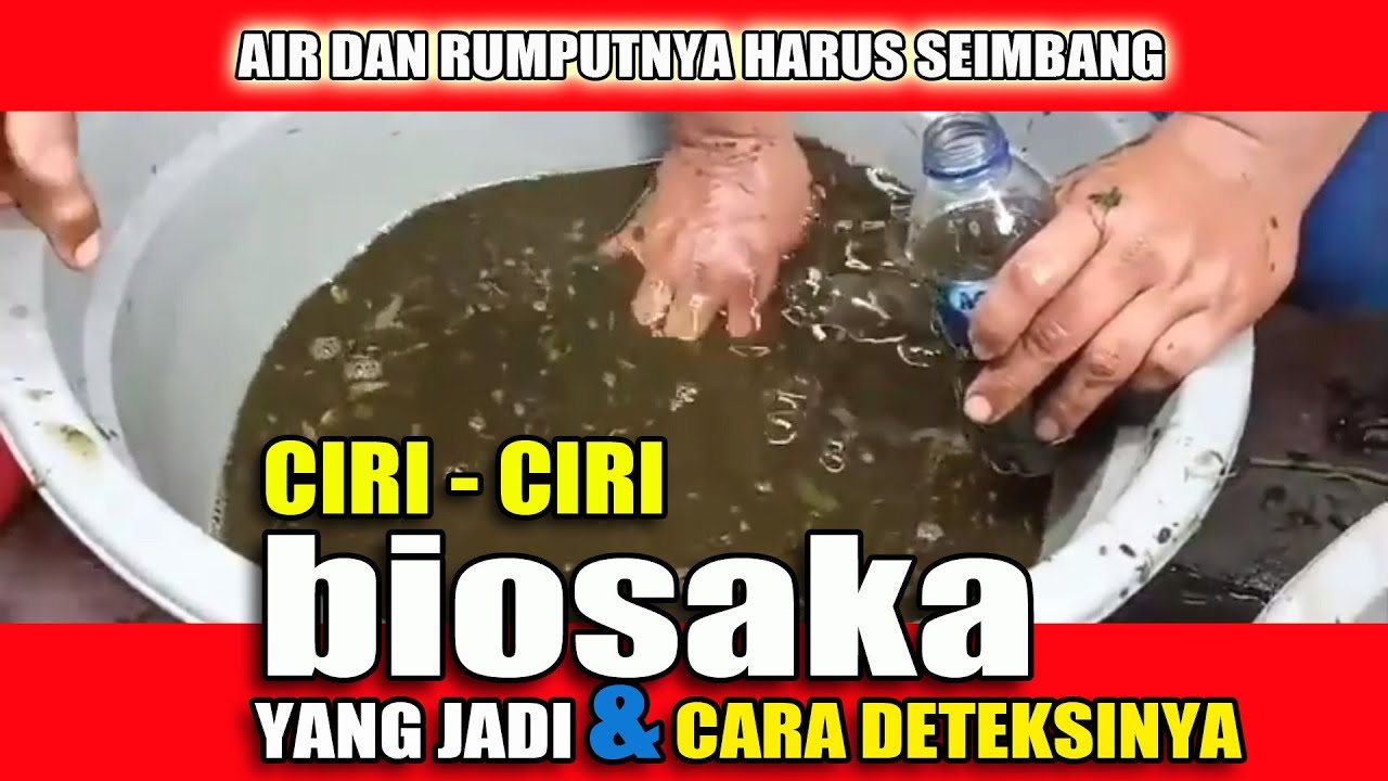 CIRI-CIRI BIOSAKA YANG JADI  DAN CARA DETEKSI KEGAGALAN BIOSAKA. Takaran Bahan Biosaka.