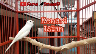 Kenari Isian Suara Lovebird Ngetik Sambung Ngerol Nembak Mantap