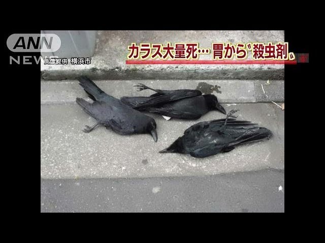 横浜 大量のカラス死骸 胃から 殺虫剤 の成分 13 05 03 Youtube