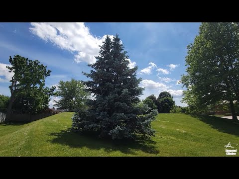 Video: Colorado Spruce Info - Hoe om 'n Colorado Blou Spruce Tree te kweek