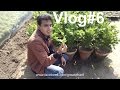 Vlog#6 | Visit at Skyseeds Nursery | Nursery Garden Center | Organic Vegetable Gardening