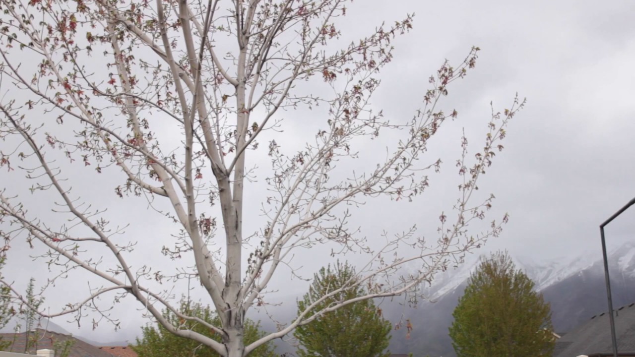 SuperMarket Flowers (Music Video) YouTube