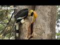 Why Hornbill Mothers Lock Themselves Away for Months | Hidden India | BBC Earth Mp3 Song