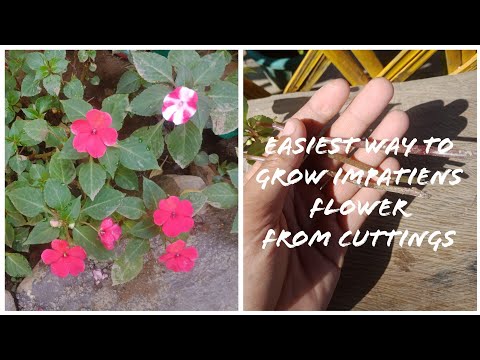 How To Grow Impatiens Flower From Cuttings