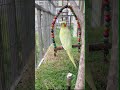 This environment is suitable for raising cockatiels and parrots