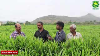 आलेच्या विक्रमी उत्पादनासाठी या गोष्टी कराच | Ginger Farming in India