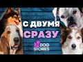 Дрессировать двоих 🐕 Как научить двух собак одновременно 🐩 Обучать команды с двумя щенками сразу 🐾