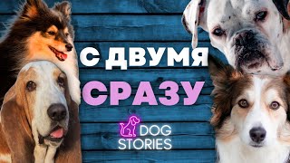 2 собаки — 1 хозяин 🐕 Как дрессировать сразу двух и не сойти с ума