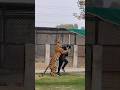 Bengal Tiger Attack Straight To The Neck Nouman Hassan