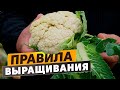 Правила выращивания цветной капусты