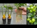 ,,Tips For Better Fruiting Of Lemon Plant | Gardening With The root Lab ,,