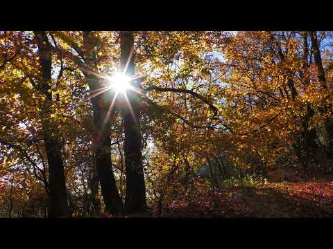 Autumn Forest Jazz Music [12H] - For Work, Relaxing, Sleep, Meditation