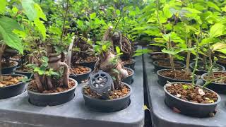 Bonsai Garden