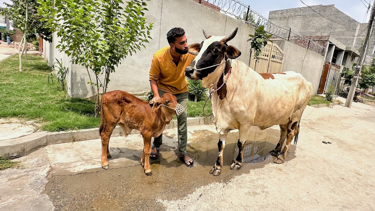 Aj Hum Apni Cow or Bachy Ka Nam Rkh Diya 😍