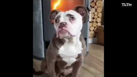 Thánh Lồng Tiếng | Lu bỏ học cải cách